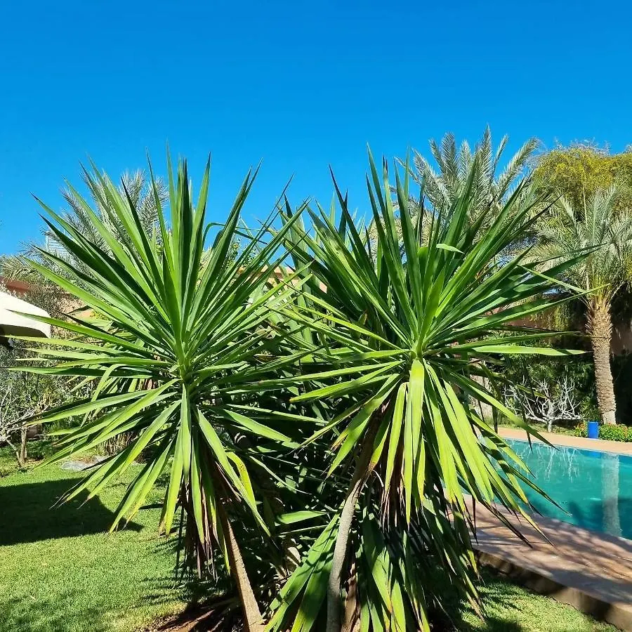 Riad Les Deux Citronniers Marrakesh